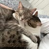 Minos und Vivo aus dem Tierschutz
