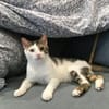 Minos und Vivo aus dem Tierschutz