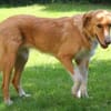 Nina - hübsche Griechin auf der Suche