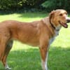 Nina - hübsche Griechin auf der Suche