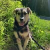 Buddy sucht sein Zuhause