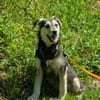 Buddy sucht sein Zuhause