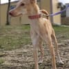 Zarte Deli sucht liebevolles Zuhause