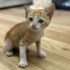Kletterkatze Maverick sucht Zuhause!