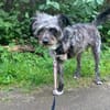 KRÜMEL -Terriermix auf 3 Pfoten-