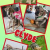 Lustiger Clyde auf PS!