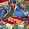 Lustiger Clyde auf PS!