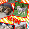 Lustiger Clyde auf PS!