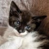 Katzenkind Edgar