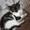 Katzenkind Edgar