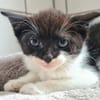 Katzenkind Edgar