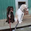 Nougat u.Luna- Traumpaar sucht