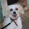Nougat u.Luna- Traumpaar sucht