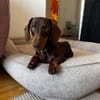 Halbblinder Dackel Nemo sucht#