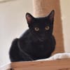 Peggy sucht für IMMER Zuhause