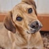 Katzenverträgliche Junghündin sucht DICH
