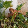 Katzenverträgliche Junghündin sucht DICH
