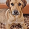 Katzenverträgliche Junghündin sucht DICH