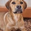 Katzenverträgliche Junghündin sucht DICH