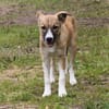 Balu(w) - wartet irgendwo meine Familie?