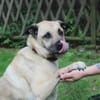 Ares, gut erzogener Senior