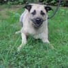 Ares, gut erzogener Senior