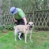 Ares, gut erzogener Senior