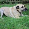 Ares, gut erzogener Senior
