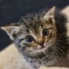 Katzenkind Emmi