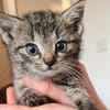 Katzenkind Emmi