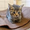 Katzenkind Emmi