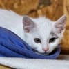 Katzenkind Stöpsel