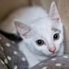 Katzenkind Stöpsel