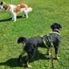 Rocko - auf PS in Bayern