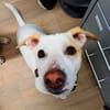 Manolo auf der Suche nach Glück 82284