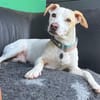 Manolo auf der Suche nach Glück 82284