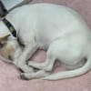 Manolo auf der Suche nach Glück 82284