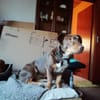 Gweny in 29378