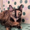 Lola aus dem Tierschutz