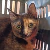 Lola aus dem Tierschutz