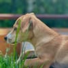 Vale 💛💛💛 kleines Hundegirl