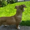 Vale 💛💛💛 kleines Hundegirl