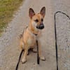 Gipsy sucht ein neues Zuhause