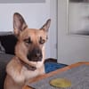 Gipsy sucht ein neues Zuhause