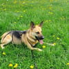 Gipsy sucht ein neues Zuhause