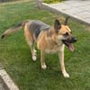 Gipsy sucht ein neues Zuhause