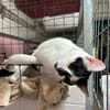 Max aus dem Tierschutz Kreta