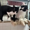 Max aus dem Tierschutz Kreta