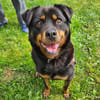 Rocky(Réservé)