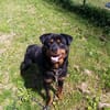Rocky(Réservé)